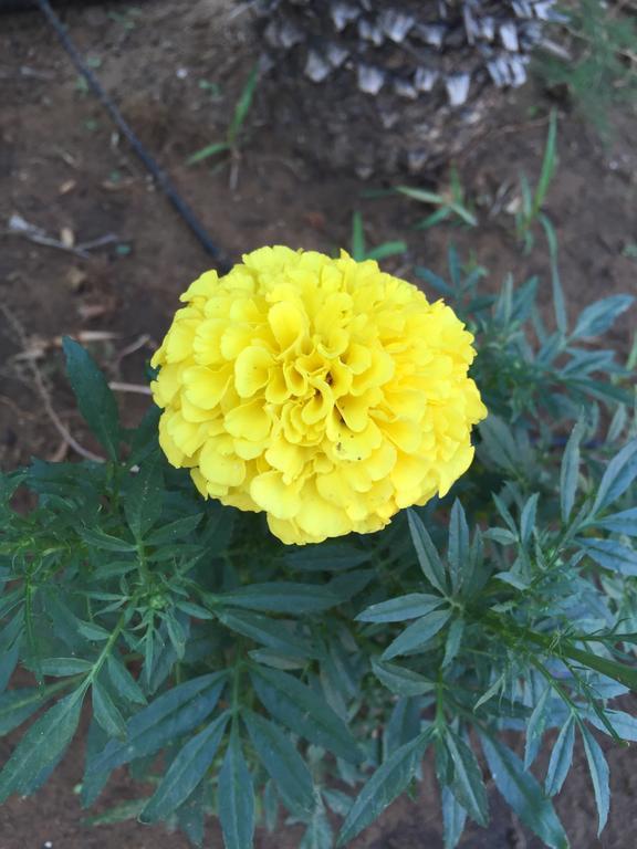 B&B Fiori Gialli Caucana 산타크로체카메리나 외부 사진